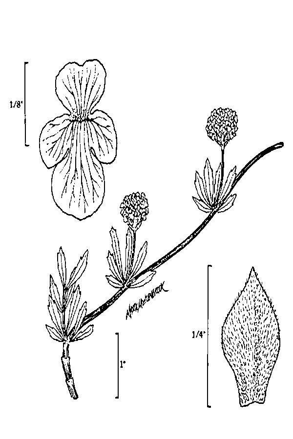 Plancia ëd Phyla cuneifolia (Torr.) Greene