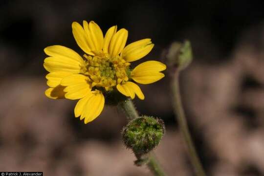 Image of ragleaf bahia