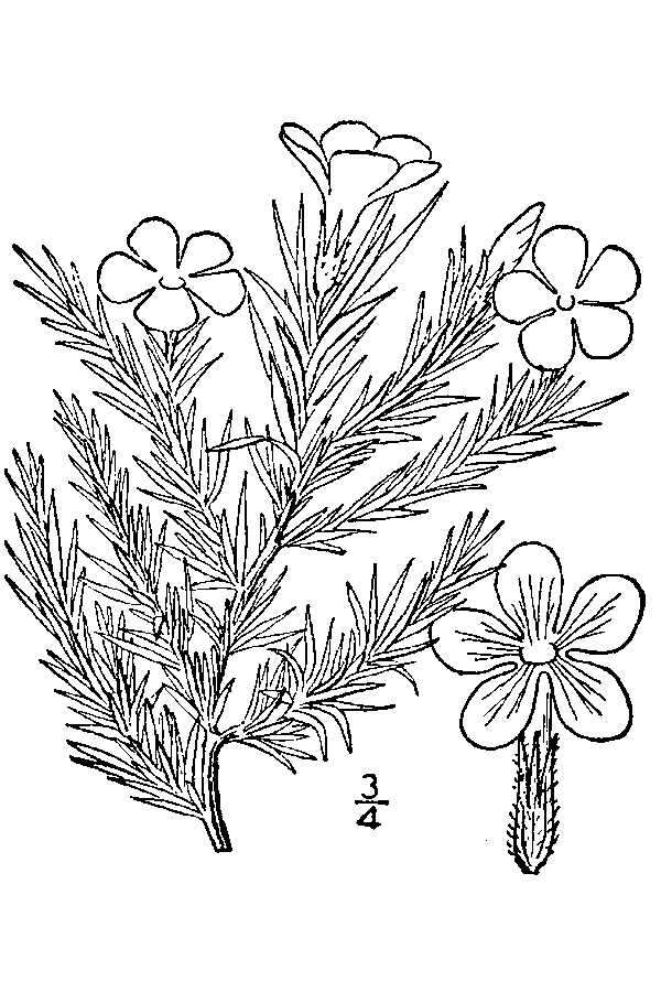 Image of tufted phlox