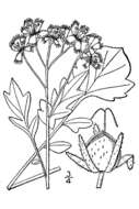 Image of fringed phacelia