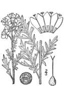 Phacelia franklinii (R. Br.) A. Gray的圖片