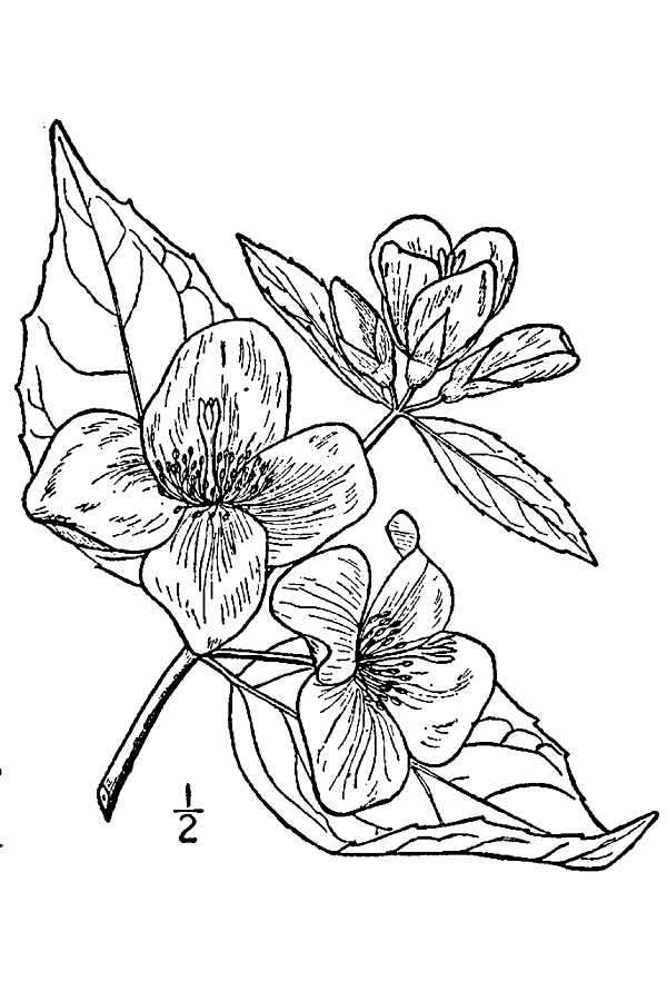 Philadelphus inodorus L. resmi