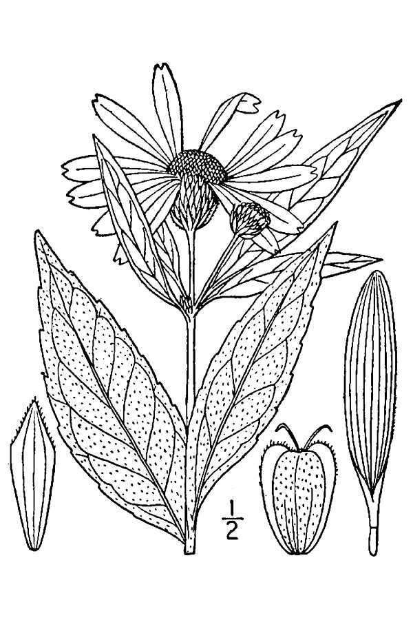 Слика од Verbesina helianthoides Michx.