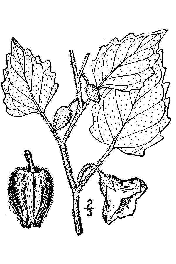 Image of clammy groundcherry