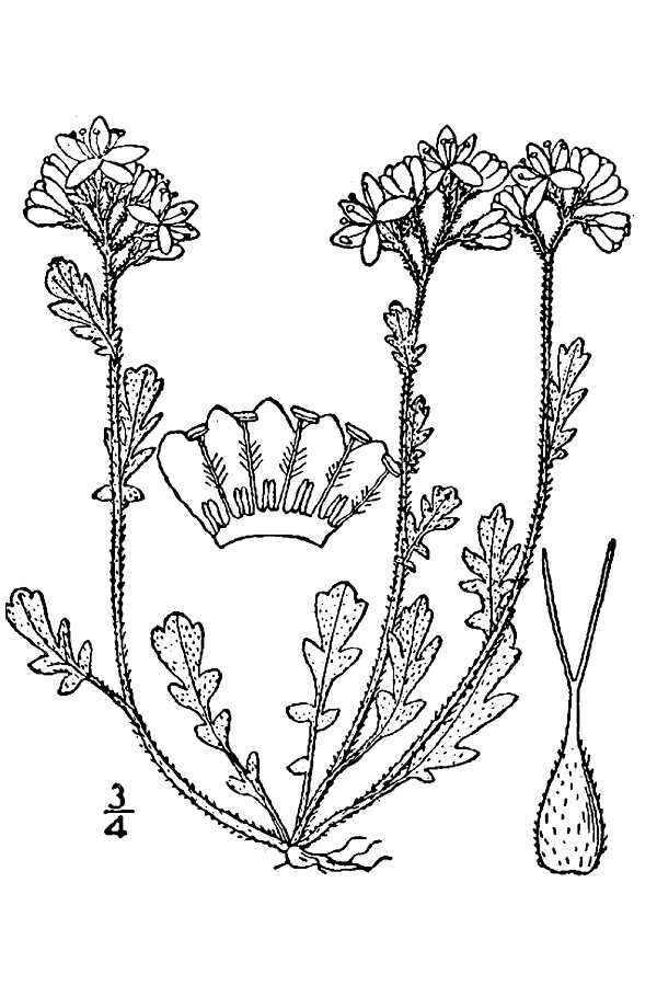 Sivun Phacelia hirsuta Nutt. kuva