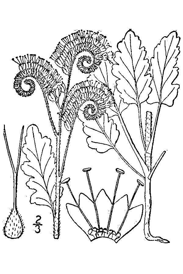 Image of gypsum phacelia