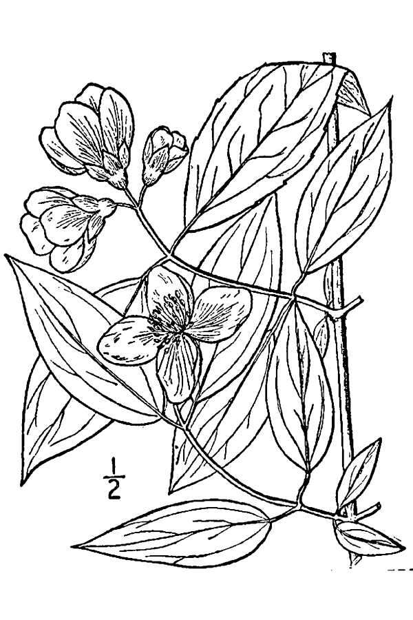 Philadelphus inodorus L. resmi