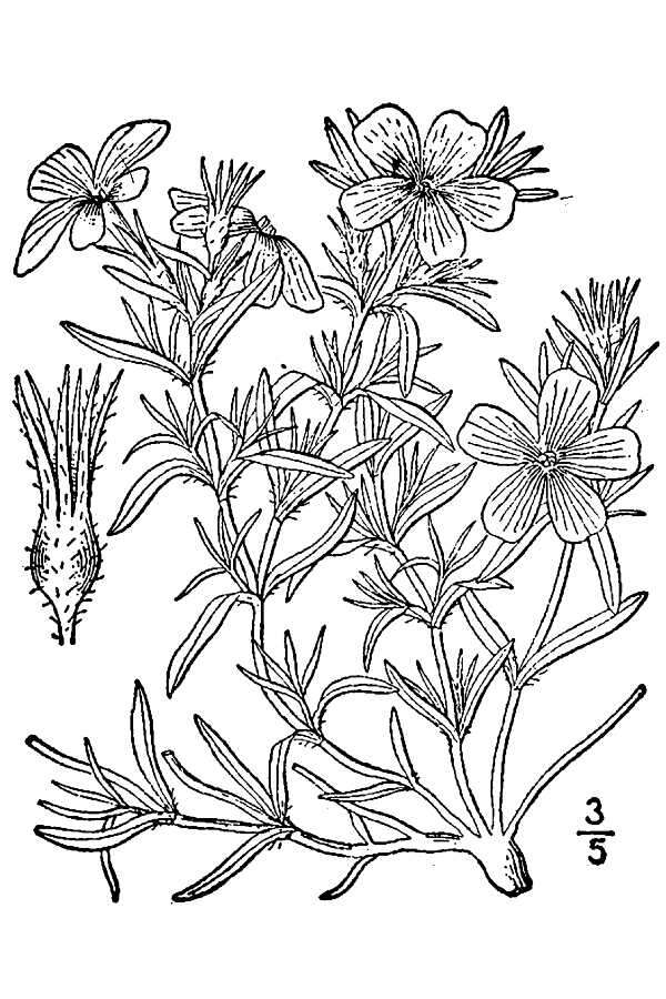 Image of Marsh Phlox