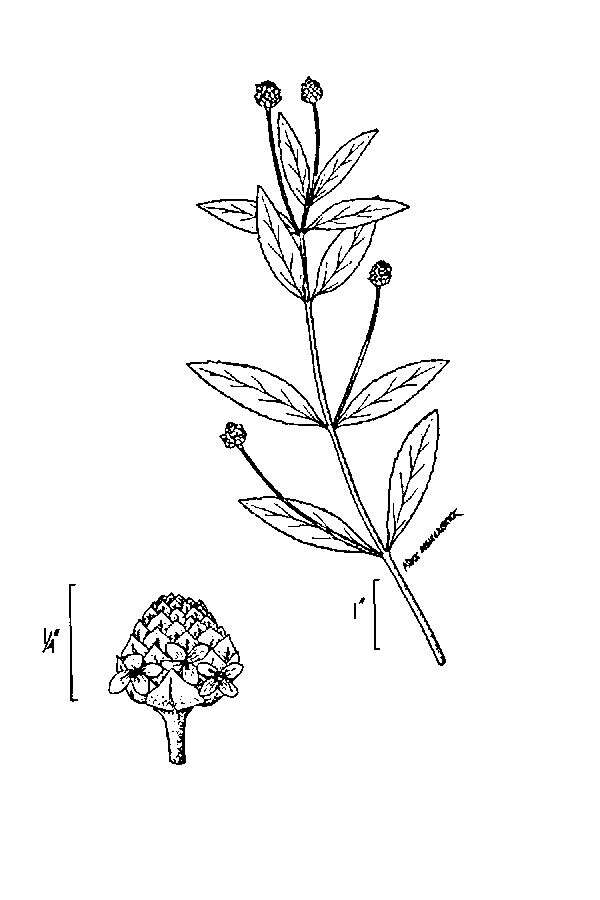 Image of lanceleaf fogfruit