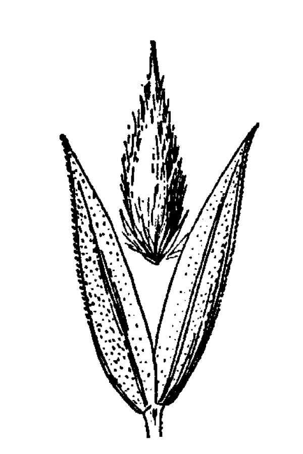 Image of Lemmon's canarygrass