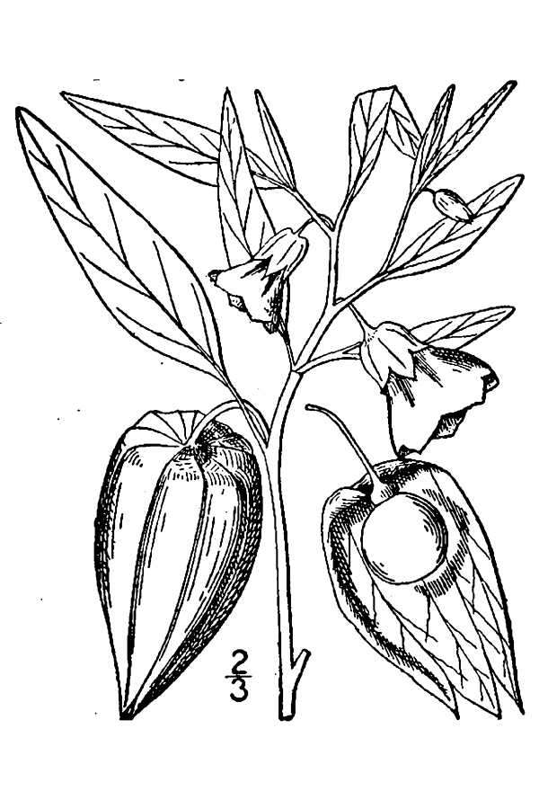 Image of longleaf groundcherry