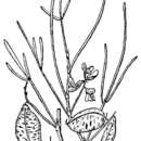 Sivun Astragalus ceramicus var. filifolius (A. Gray) F. J. Herm. kuva