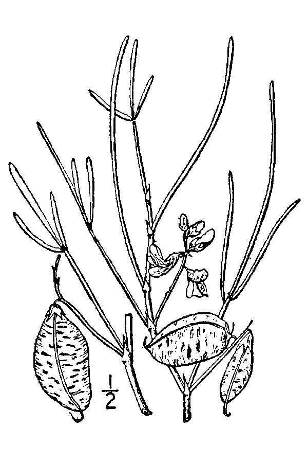 Image of painted milkvetch