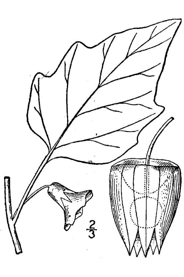 Physalis longifolia var. subglabrata (Mackenzie & Bush) Cronq. resmi