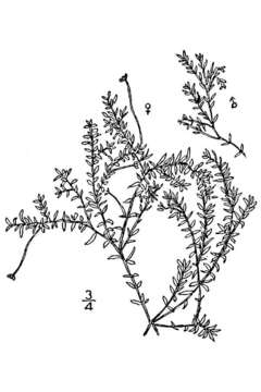 Image of western waterweed