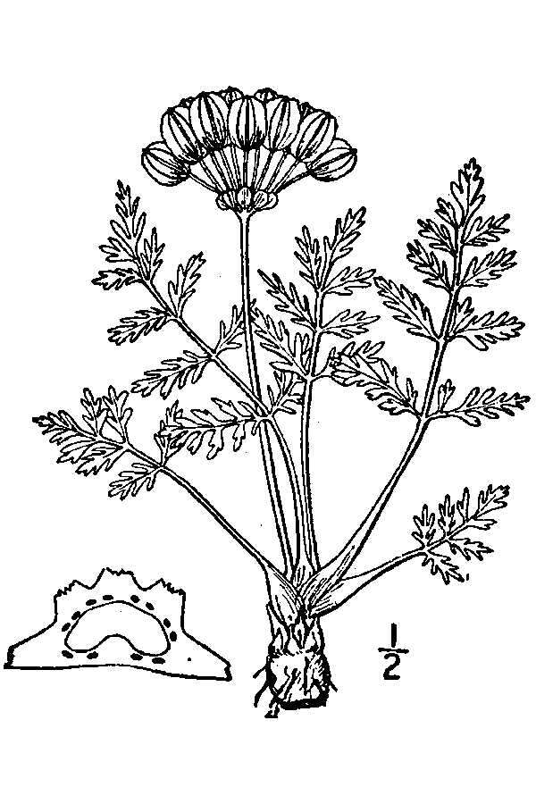 Слика од Vesper montanus (Torr. & A. Gray) R. L. Hartm. & G. L. Nesom