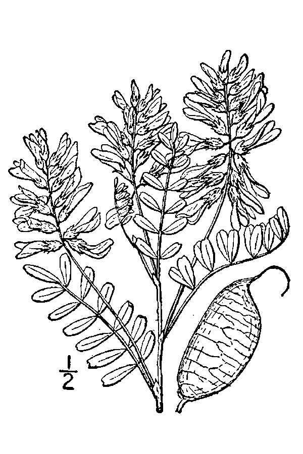 Image of Cooper's milkvetch