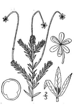 Image of western waterweed