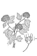 Plancia ëd Physocarpus opulifolius (L.) Maxim.