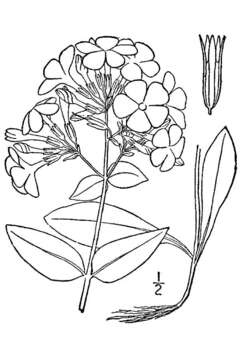 Image of wideflower phlox