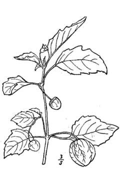 Physalis angulata L. resmi