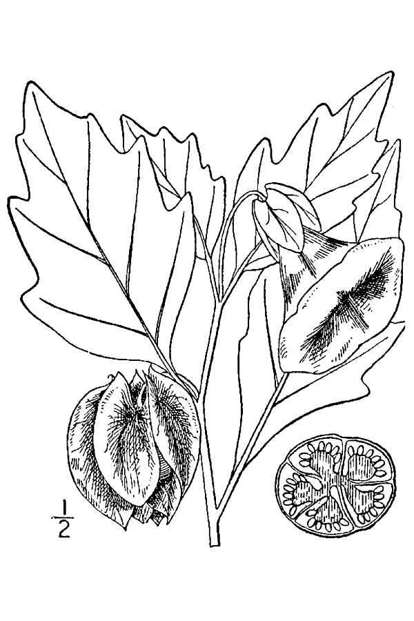 Image of nicandra