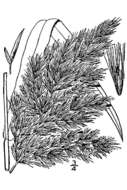 Image of common reed