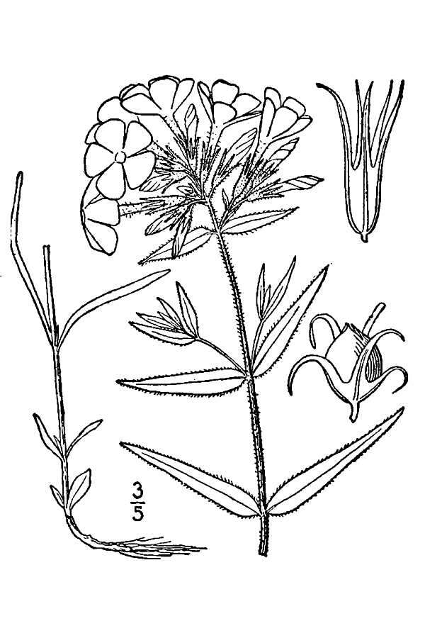 Sivun Phlox pilosa L. kuva