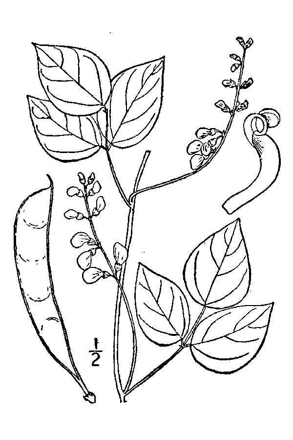 Image of Thicket Bean