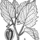 Imagem de Physalis pubescens var. integrifolia (Dun.) Waterf.