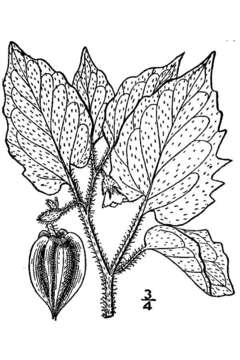 Imagem de Physalis pubescens var. integrifolia (Dun.) Waterf.