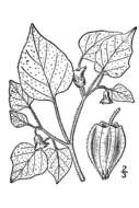 Imagem de Physalis pubescens L.