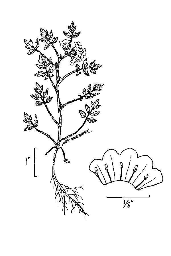 Image de Phacelia ranunculacea (Nutt.) Constance