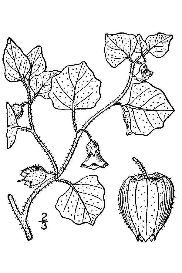 Image of ivyleaf groundcherry