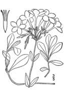 Image of creeping phlox