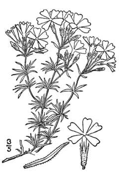 Image of moss phlox