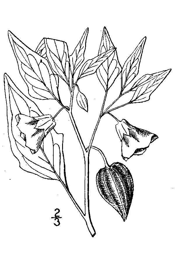 Physalis longifolia var. subglabrata (Mackenzie & Bush) Cronq. resmi