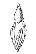 Image of bulbous canarygrass