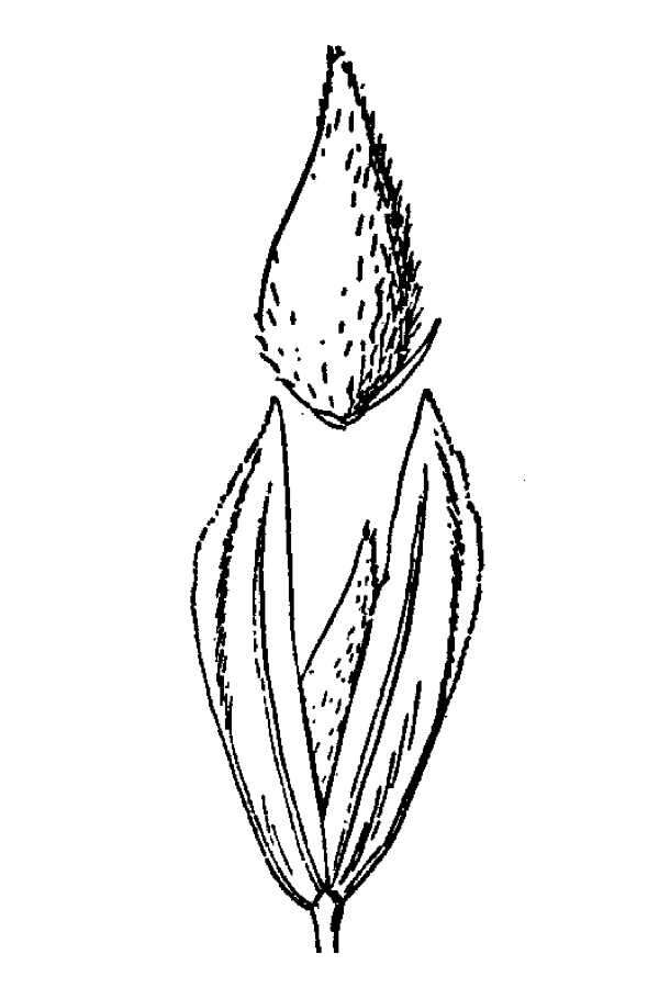 Image of bulbous canarygrass