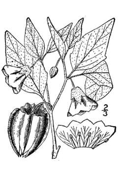 Image of Virginia groundcherry