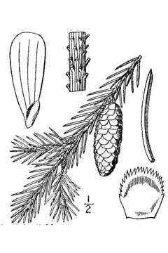 Image of Canadian Spruce