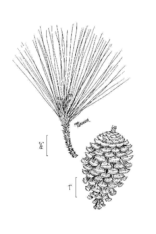 Image of Slash Pine