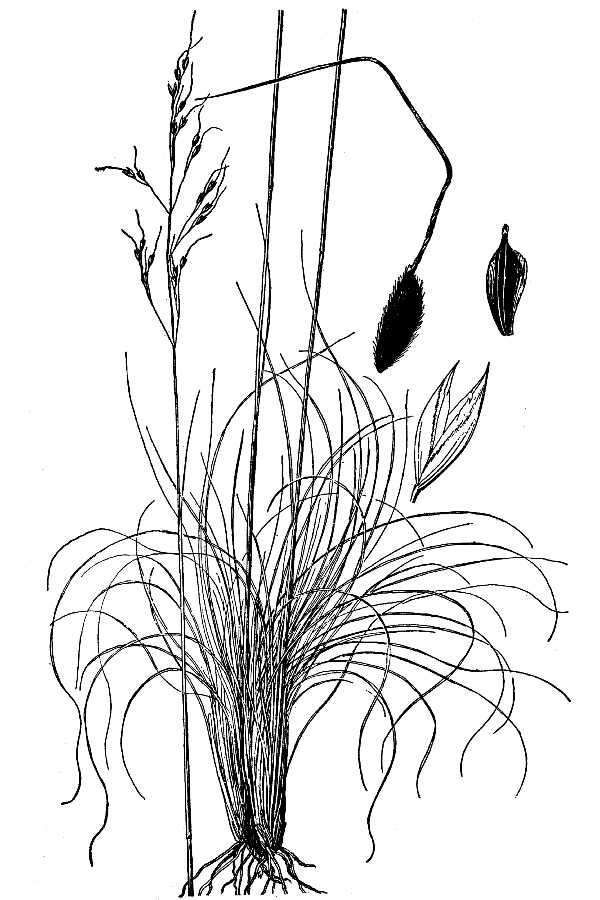 Image of pinyon ricegrass