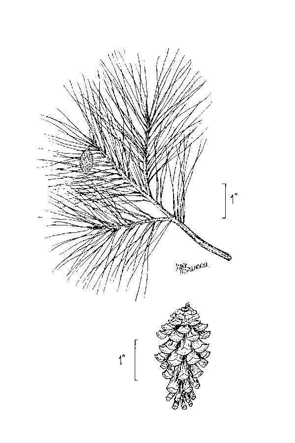 Imagem de Pinus glabra Walter