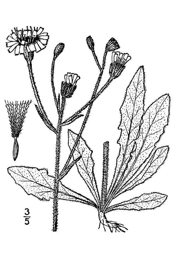 Image of hawkweed oxtongue