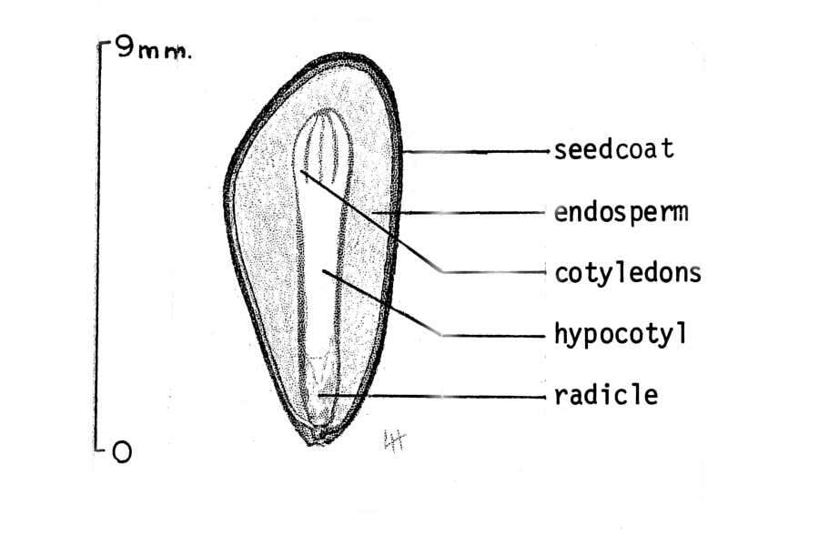 Image of Pine