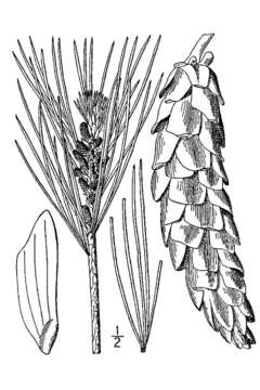 Image of eastern white pine