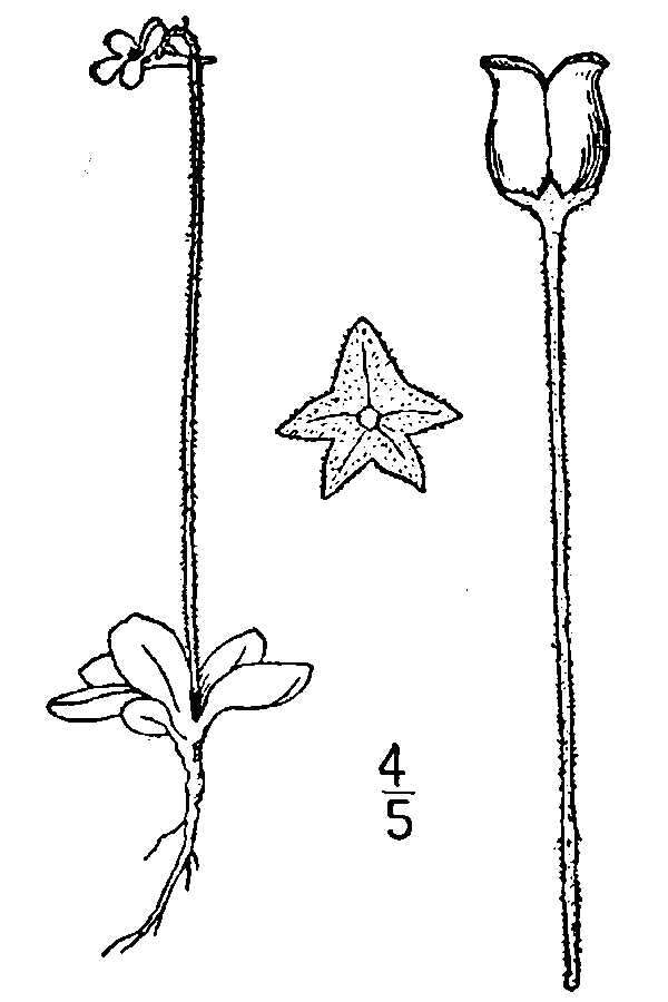 Imagem de Pinguicula villosa L.