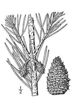 Image of Scrub Pine