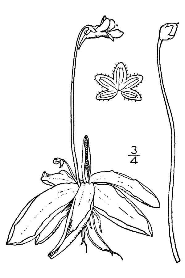 Image of Common butterwort